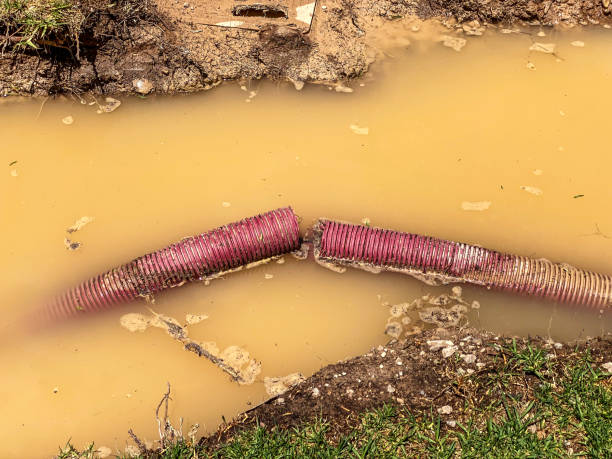 Best Mold removal after water damage  in Richmond West, FL
